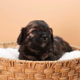 Sleepy (White Collar) - Black male Shihpoo puppy in Las Vegas, Nevada from Plush Toy Poodle Puppies & Pals