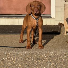 Vizslas from Legacy Vizslas - Zionsville, Indiana
