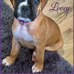 Lovey - Fawn female Boxer puppy in Nw Oregon, Oregon from Vincent's Pride Boxers ~ Dudley's Dream Boxers