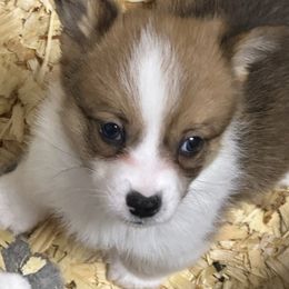 Basil - Sable male Pembroke Welsh Corgi puppy in Hico, Texas from Chisholm Trail Kennels