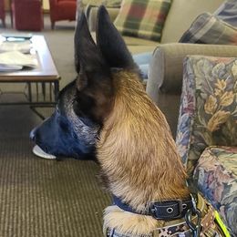 Belgian Malinois from Carla Stroud