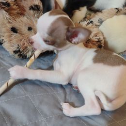 Dobbie - Red and white Chihuahua puppy in Chapin, South Carolina from Annabelle's Wish Chihuahua's