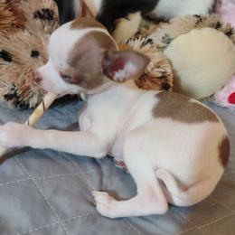 Dobbie - Red and white Chihuahua puppy in Chapin, South Carolina from Annabelle's Wish Chihuahua's