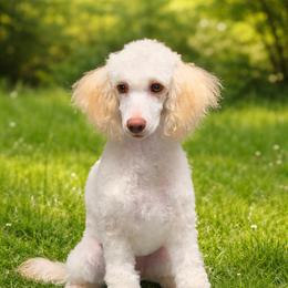 Cora - Cockapoo