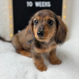 Tej - Dapple male Dachshund puppy in Dickinson, Texas from Beth’s Doxieland