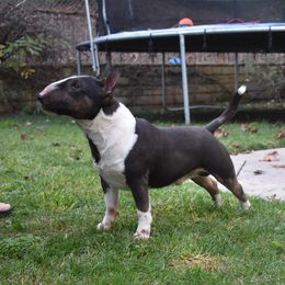 Playboy - Miniature Bull Terrier
