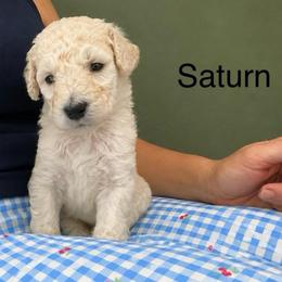 Saturn - White female Poodle puppy in Greenwich, New York from MizzElle’s Standard Poodles