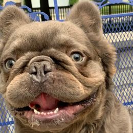 Louis - French Bulldog