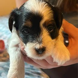 Green - White male Havapoo puppy in Arlington, Washington from Havanese With Love Breeding Co.