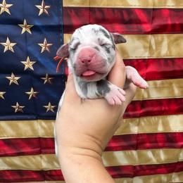 Justice - Harlequin female Great Dane puppy in Rosharon, Texas from Parker's Great Danes