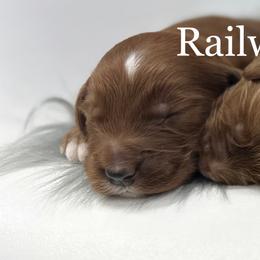 Boy 1 - Red  male Goldendoodle puppy in Milford, Indiana from Railway Acres Kennel