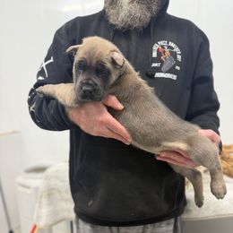 The big one - Gray and fawn male Cane Corso puppy in Morgan Hill, California from Corso Empire