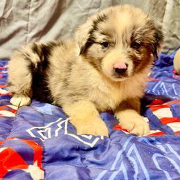 Merle male 2 - Blue merle male Miniature Australian Shepherd puppy in Lemon Cove, California from Magic Ranch Mini Aussies