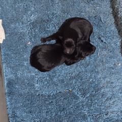 Black Girl - Black female Schipperke puppy in Alcester, South Dakota from Dakota Dreamin Schipperkes