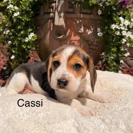 Cassi - Black tan and white female Beagle puppy in Mansfield, Missouri from Rippee Creek Kennel