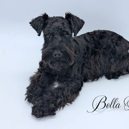 Girl 2 - Black and silver female Miniature Schnauzer puppy in Cumming, Georgia from Bella Pups LLC