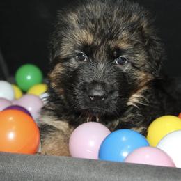 Brown Boy - Black and red male German Shepherd puppy in Fenton, Michigan from Home Base Shepherd