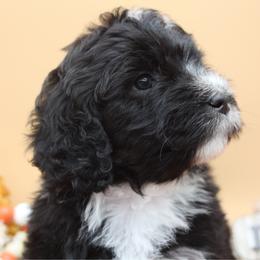 Fairy Godmother - Black and white female Bernedoodle puppy in Scottsville, Kentucky from Barren River Bernedoodles and Poodles
