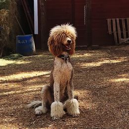 Poodles from Peppertree Ranch Poodles