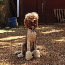 Poodles from Peppertree Ranch Poodles