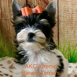 Boy 2 - Black tan and white male Biewer Terrier puppy in Jonestown, Pennsylvania from AKC Xtreme Biewer Terriers...