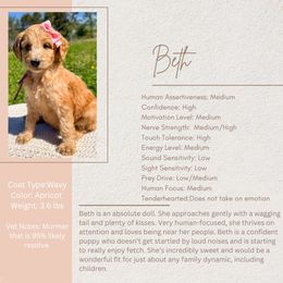 Beth - Red female Bernedoodle puppy in Amery, Wisconsin from Cornerstone Kennels