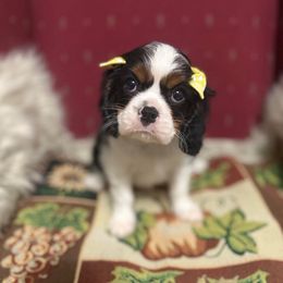 Majesty - Tri-color female Cavalier King Charles Spaniel puppy in Broken Arrow, Oklahoma from Cavalier King Charles Heartland