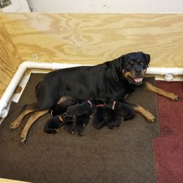 Gaia - Rottweiler