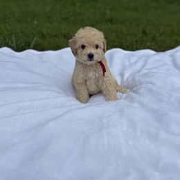Naples - Apricot male Poodle puppy in Allentown, Pennsylvania from Poodles Are Mixy