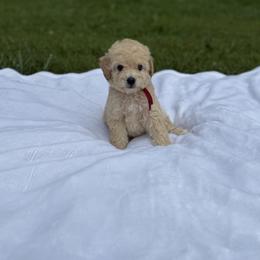 Naples - Apricot male Poodle puppy in Allentown, Pennsylvania from Poodles Are Mixy