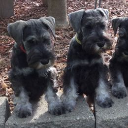 Miniature Schnauzers from Pegasus
