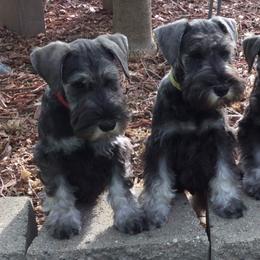 Miniature Schnauzers from Pegasus