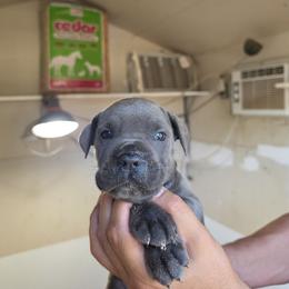 Girl 3 - Gray female Cane Corso puppy in Kaufman, Texas from Phantom Corsos