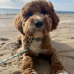 Goldendoodle puppies from WestShoreDoodles