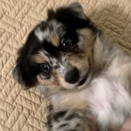 Miniature Australian Shepherd Puppies from Finnigan Farms Aussies