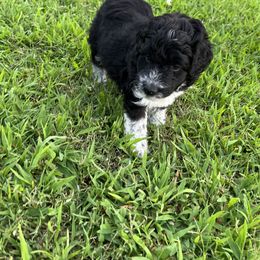 Aussiedoodle and Miniature Australian Shepherd Puppies from Sugar Creek Oodles and Aussies