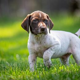German Shorthaired Pointer Puppies from Jessica Hennick