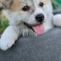 Girl 2 - Red female Japanese Akitainu puppy in Payson, Utah from Havoc Akitas