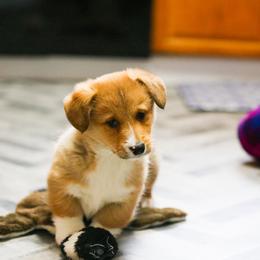 Male 4 - Red male Pembroke Welsh Corgi puppy in Hale, Michigan from All Hale Corgis