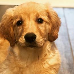 Cavalier King Charles Spaniels, Cavapoos, Goldendoodles, and Golden Retrievers from Park City Doodles