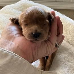 Red female - Red female Cavapoo puppy in Gilbert, Arizona from Arizona Toy Cavapoos – Health‐Tested & Home‐Raised