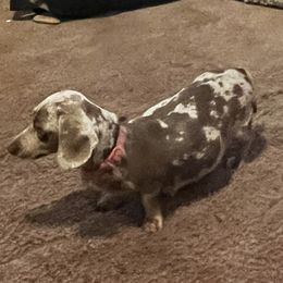 Belle Belle - Dachshund