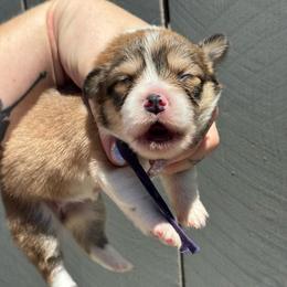 Dove (purple) fluffy - Sable and white female American Corgi puppy in East Oakdale, California from Rhettro Kennels