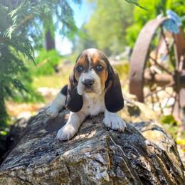 Sparkle - Black brown and white female Basset Hound puppy in Valley, Washington from Peaceful Valley Paws