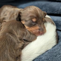Dachshund Puppies from Ferrario Dachshunds