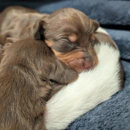 Dachshund Puppies from Ferrario Dachshunds