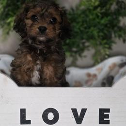 Barkley - Sable male Cavapoo puppy in Seymour, Missouri from Fairview's Precious Pups