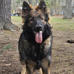 German Shepherd puppies from Sstar