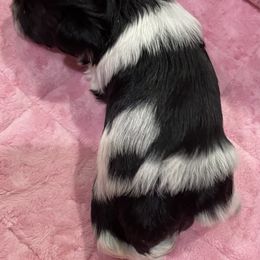 Miniature Schnauzer Puppies from Schnazzy Schnauzers