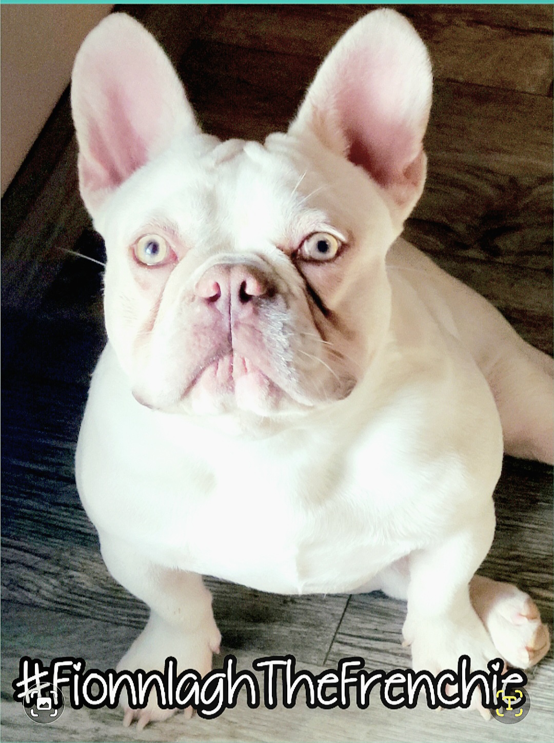 Fionnlagh (Finnley) - French Bulldog